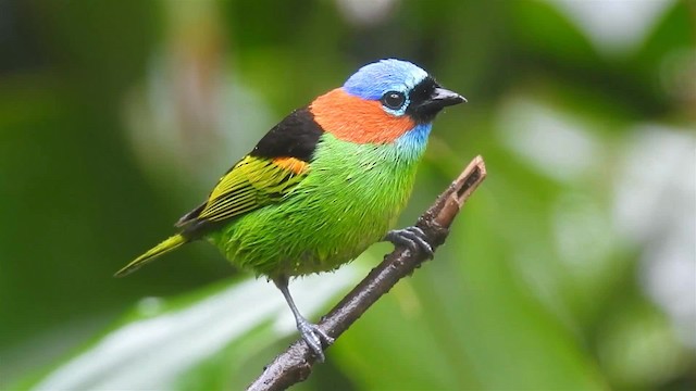 Red-necked Tanager - ML200929371