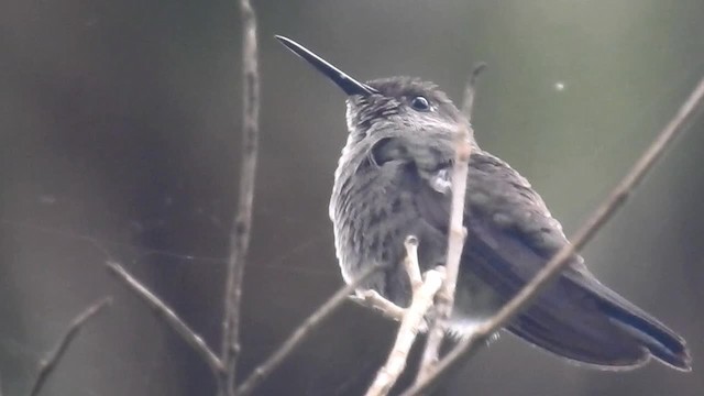 Sombre Hummingbird - ML200929491