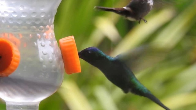 kolibřík fialovotemenný - ML200929631