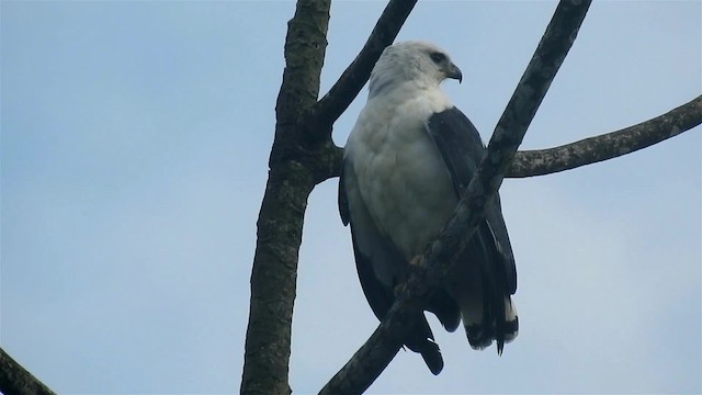 White-necked Hawk - ML200929681