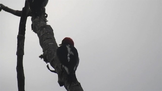 Yellow-fronted Woodpecker - ML200929691