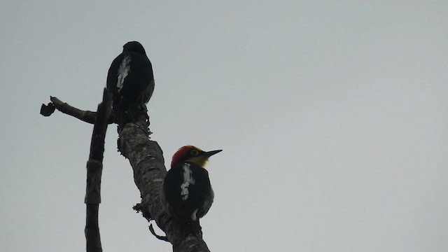 Yellow-fronted Woodpecker - ML200929711