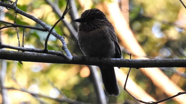 Crescent-chested Puffbird (Greater) - ML200929801