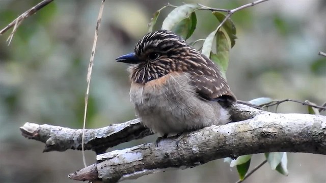 Crescent-chested Puffbird (Greater) - ML200929821