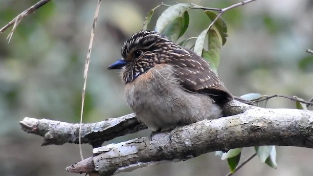 Crescent-chested Puffbird (Greater) - ML200929851
