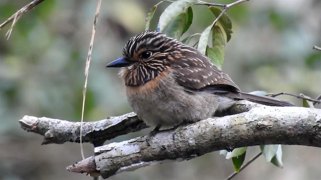 Crescent-chested Puffbird (Greater) - ML200929861