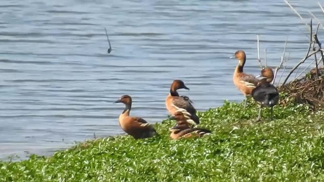 Fulvous Whistling-Duck - ML200929901