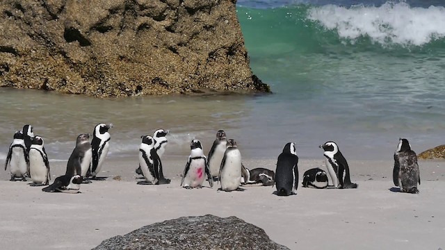 Pingüino de El Cabo - ML200930061