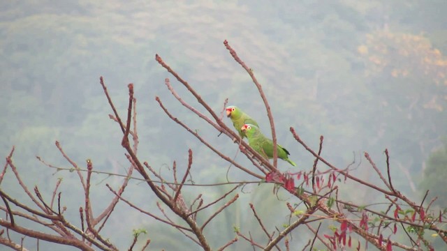Red-lored Parrot - ML200930561