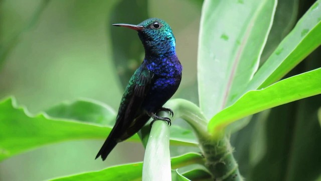 Violet-bellied Hummingbird - ML200930571