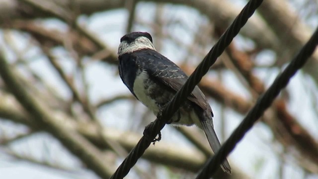 Black-breasted Puffbird - ML200930591