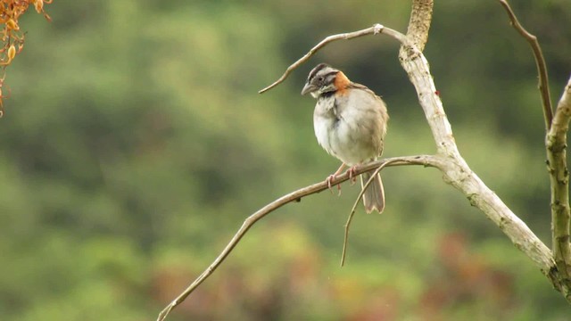 Rufous-collared Sparrow - ML200930791