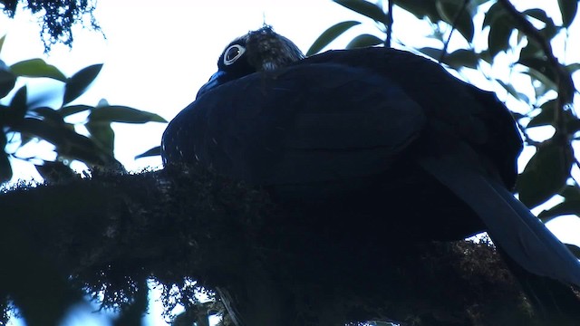 Black-fronted Piping-Guan - ML200931701