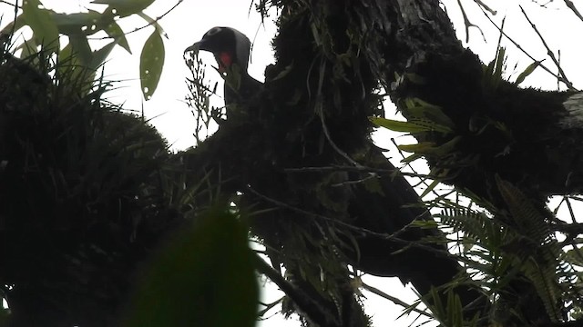 Black-fronted Piping-Guan - ML200931801
