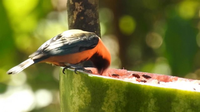Burnished-buff Tanager (Stripe-bellied) - ML200931871