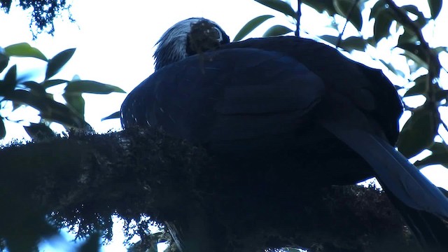 Black-fronted Piping-Guan - ML200931891