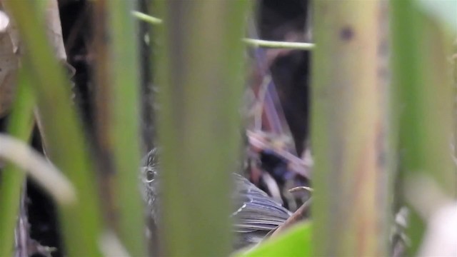Dusky-tailed Antbird - ML200931981