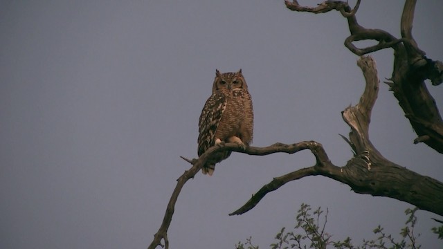 Spotted Eagle-Owl - ML200932361