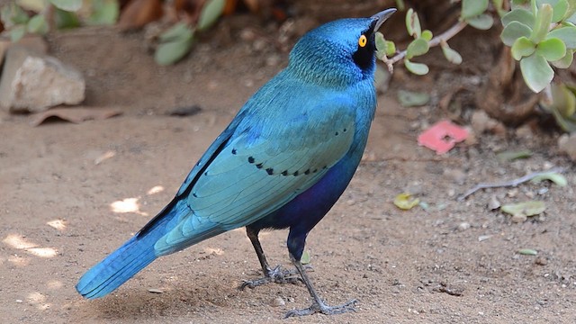 Greater Blue-eared Starling - ML200932401