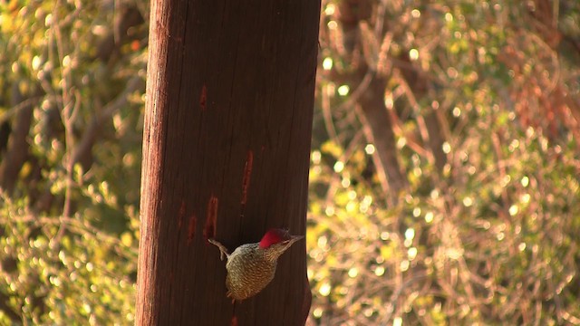 Cardinal Woodpecker - ML200932531