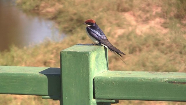 Wire-tailed Swallow - ML200932551