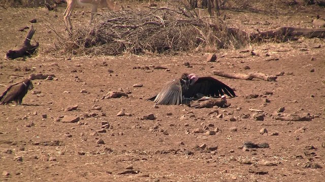 Lappet-faced Vulture - ML200932581
