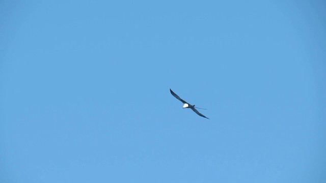 Swallow-tailed Kite - ML200932831