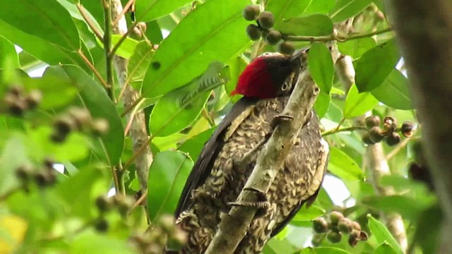Lineated Woodpecker (Lineated) - ML200932911