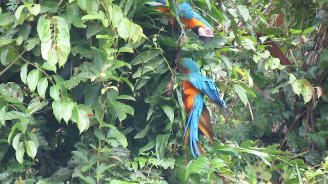 Blue-and-yellow Macaw - ML200933051