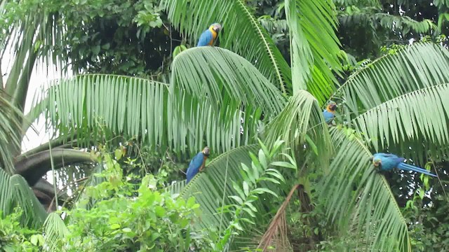 Blue-and-yellow Macaw - ML200933061