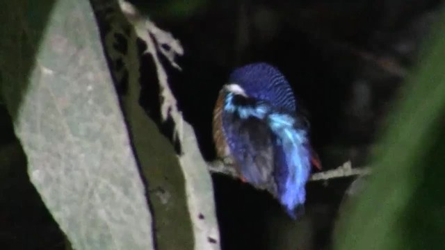 Blue-eared Kingfisher - ML200933071