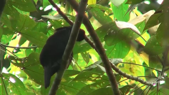 Black Magpie (Bornean) - ML200933091