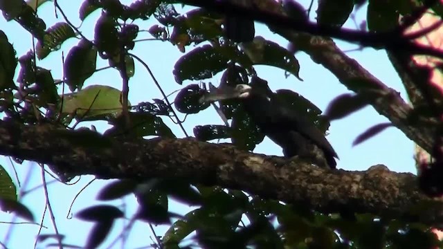 Bushy-crested Hornbill - ML200933151