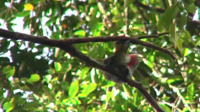 Red-bearded Bee-eater - ML200933271