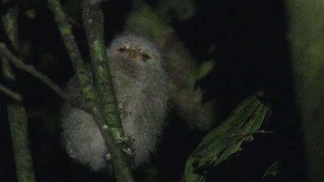 Sunda Scops-Owl - ML200933351