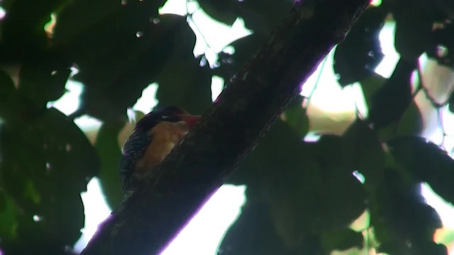 Banded Kingfisher (Black-faced) - ML200933721