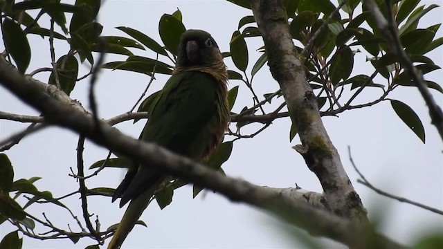 Maroon-bellied Parakeet (Green-tailed) - ML200933811