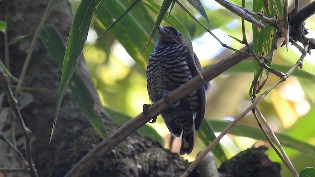 Ochre-collared Piculet - ML200933821