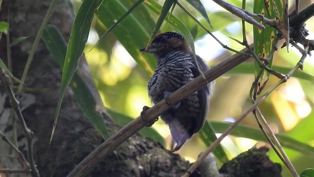 Ochre-collared Piculet - ML200933831