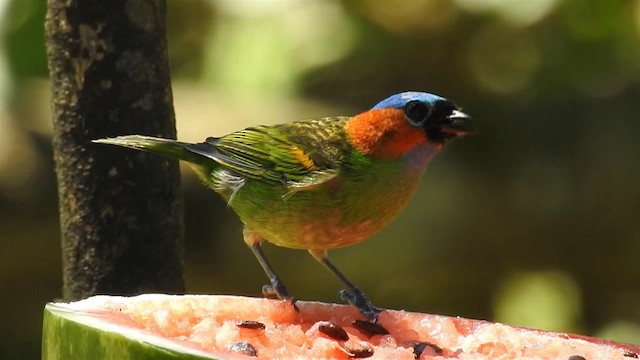 Red-necked Tanager - ML200933991