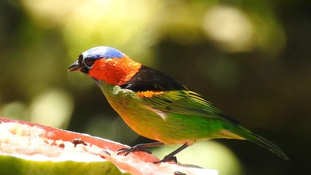 Red-necked Tanager - ML200934001