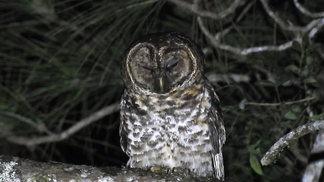 Rusty-barred Owl - ML200934121