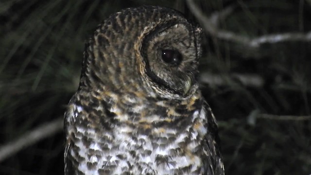 Rusty-barred Owl - ML200934131