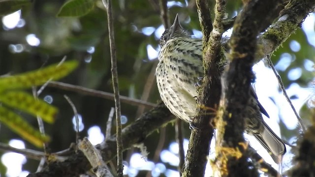 Oxyrhynque huppé - ML200934251