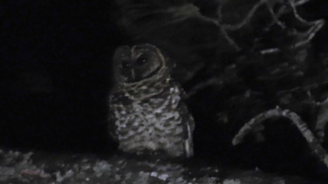 Rusty-barred Owl - ML200934341
