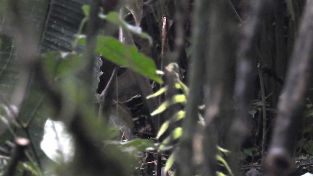 Short-tailed Antthrush - ML200934381