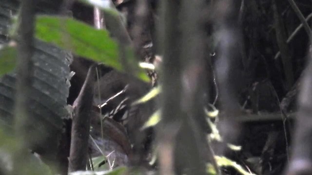 Short-tailed Antthrush - ML200934391