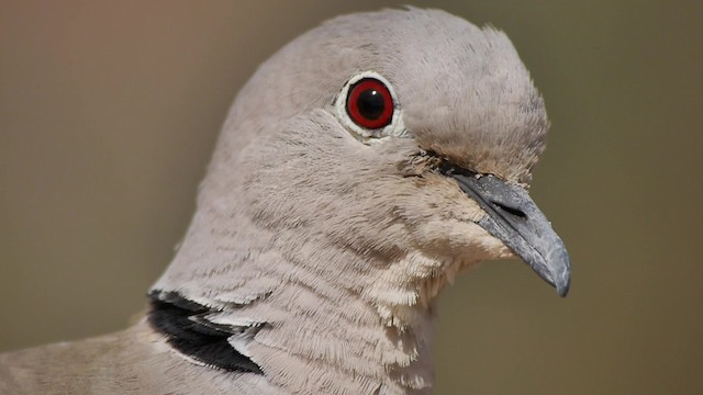 Eurasian Collared-Dove - ML200934721