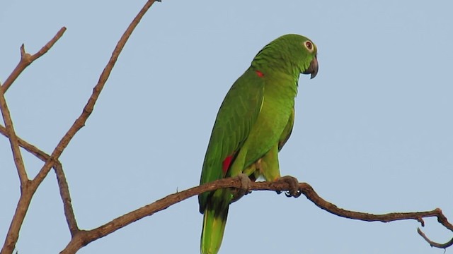 Yellow-crowned Parrot - ML200934891