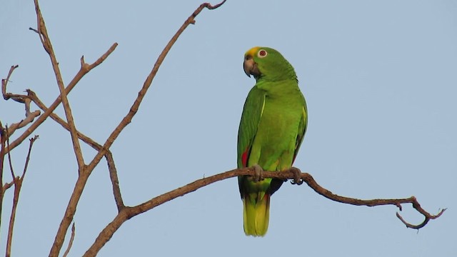 Yellow-crowned Parrot - ML200934901